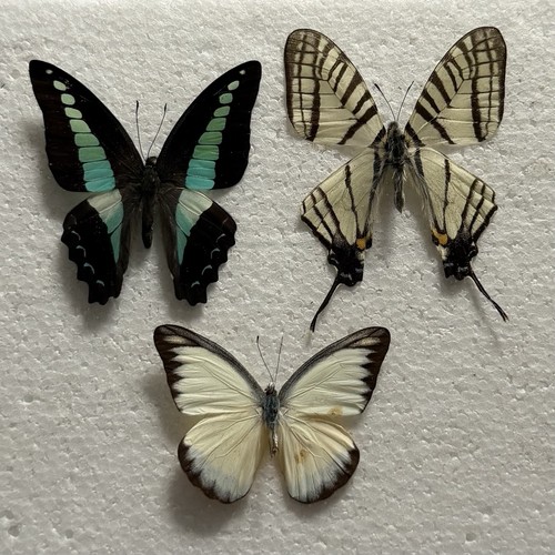 Entomology butterfly specimen - entomology,