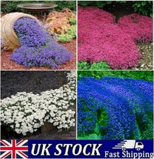 2000 Creeping Thyme Seeds Multicolored Plant Flowers Perennial Garden Seeds UK