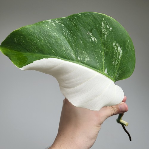 Monstera deliciosa albo - deliciosa,