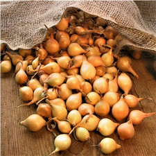 50-300 Yellow Winter RADAR Onion Sets, Autumn Planting 2025 Stock