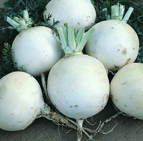 Turnip snowball vegetable - ,