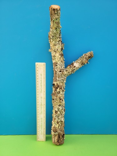 Cork bark branch 49cm snake - cork,