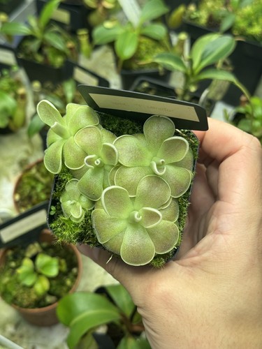 Pinguicula spec el - spec, ‘el