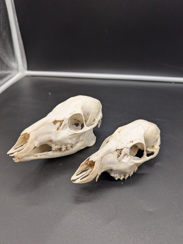 British cwd doe skull pair - british,