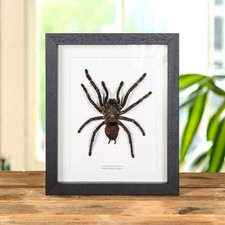 Taxidermy Thailand Black
