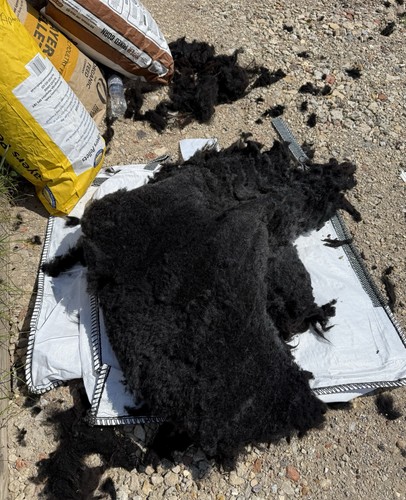 Hebridean sheep whole fleece - hebridean,
