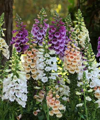 Foxglove dalmatian mixed - foxglove,
