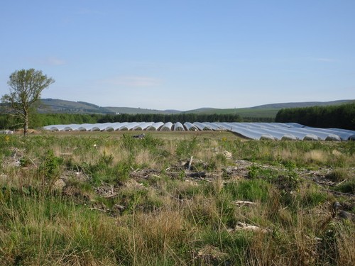 Photo 6x4 polytunnels - photo,
