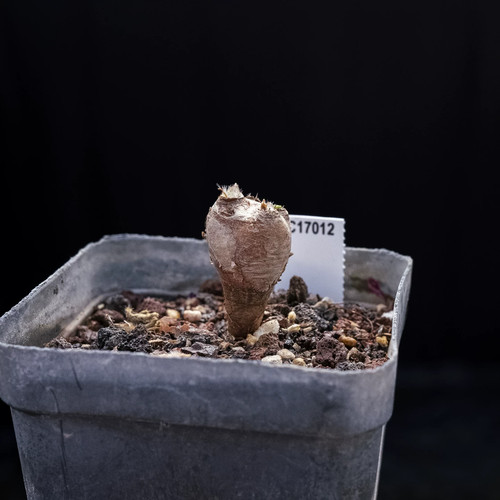 1pieces 2cm seedgrwoth - 1pieces,