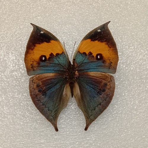 Orange oakleaf butterfly - orange,