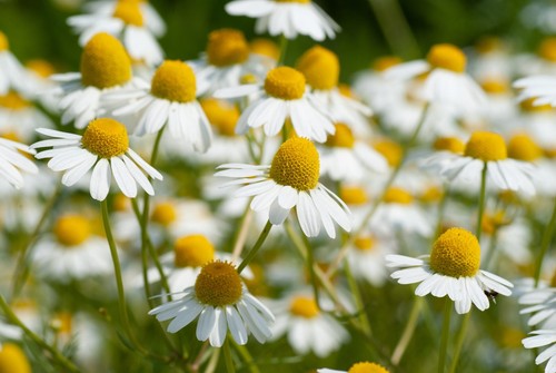 Herb chamomile plug plants - herb, x
