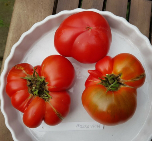 Moskvich tomato seeds - x, 20