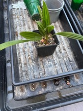 Trachycarpus Fortunei Hardy Palm Tree 7 leaves 9 cm Pot