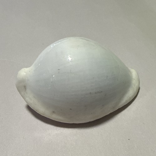 Large ovula ovum egg - 1/2”,