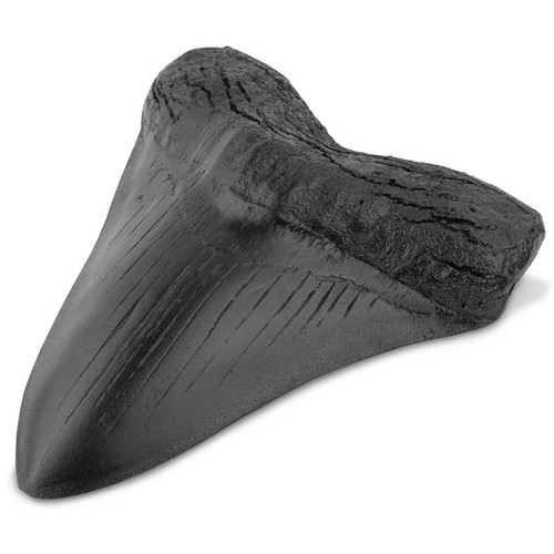 Black shark teeth - shark, 5inch