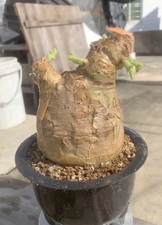 11.2cm Rare Cacti Cyphostemma