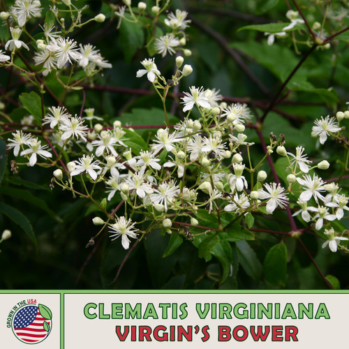 100 virgin bower - bower, seeds