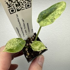 Alocasia Dragon Scale Mint
