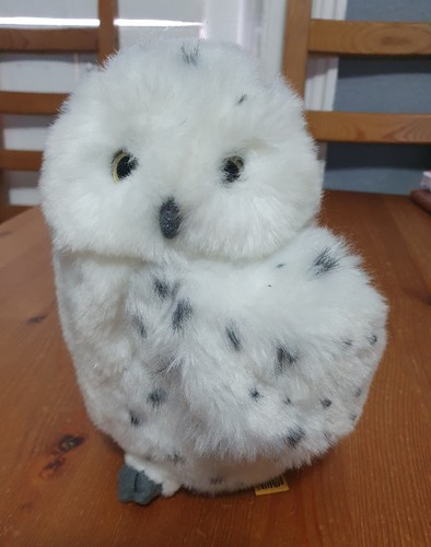 Living nature white - , owl
