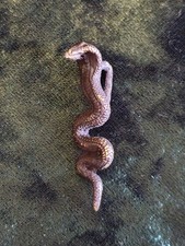 Vintage Thai Cobra Snake Metal