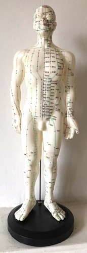 Standard acupuncture model - standard,