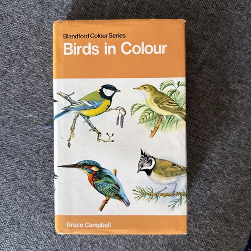 Birds colour blandford - in,