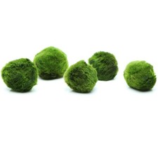 5 MARIMO MOSS BALLS (2-3cm) Cladophora live aquarium plant fish tank shrimp nano