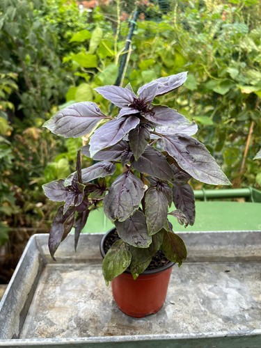 Basil red plants - basil,
