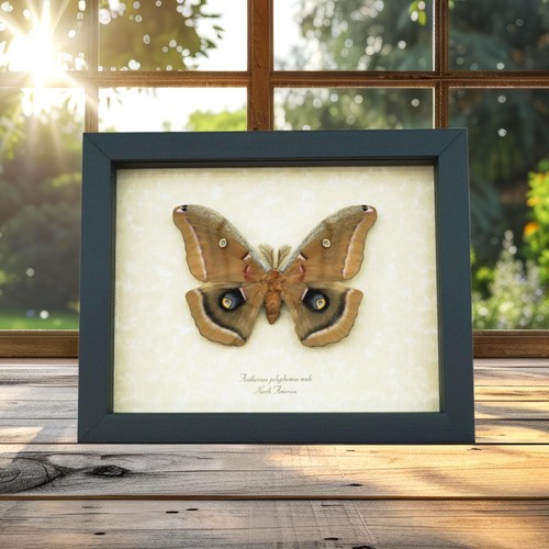 Antheraea polyphemus moth - xl,