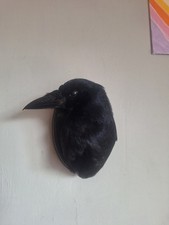 Taxidermy carrion crow - carrion, head