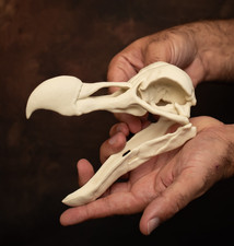Dodo Skull Replica