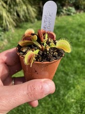 Venus Fly Trap, Dionaea