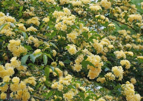 6ft thornless - (inc., pot)