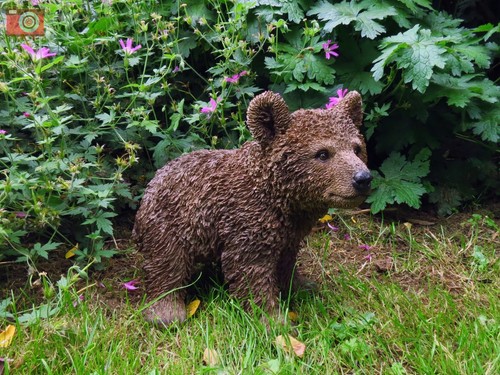 Brown bear cub vivid arts - cub,