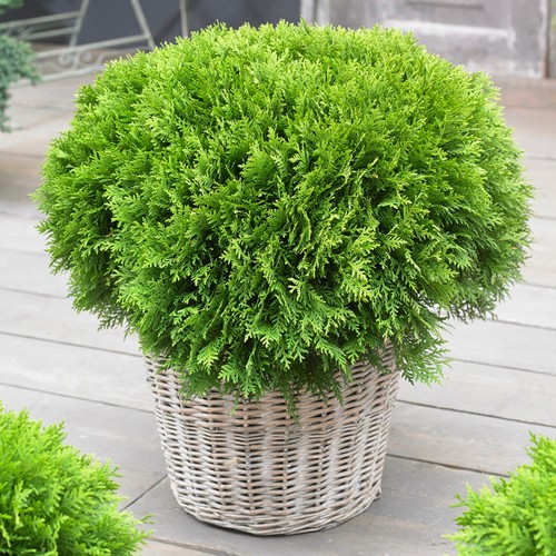 Thuja danica white cedar - thuja, 'danica'