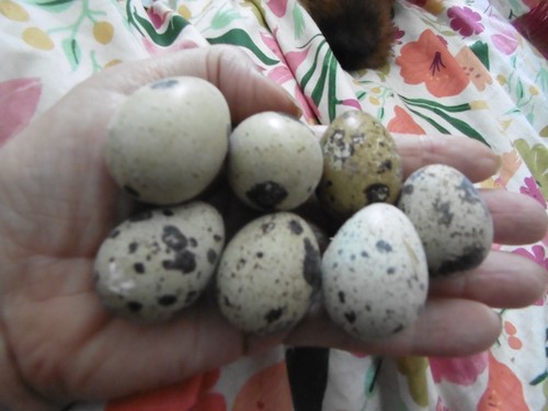 Large jumbo quail - x,