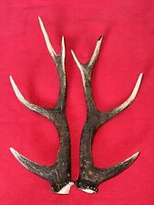 PAIR OF SIKA DEER ANTLERS