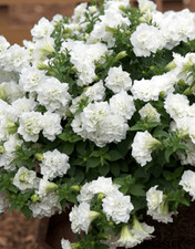 6 Trailing Petunia Surfinia