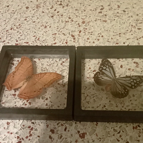 Mounted butterfly moth - mounted, butterfly/moth