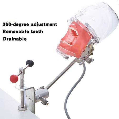 Dental simulator phantom head - phantom,