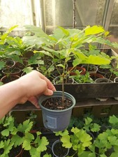 English Oak Seedling Bonsai