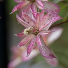 Flowering Climbing Plant