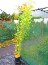 7ft inc. pot  Gold Bamboo Phyllostachys aurea 9litre