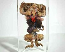 Dissected Toad In Resin