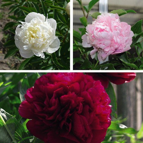 Peony plants double collection - peony,