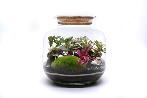 Complete diy terrarium kit - terrarium,