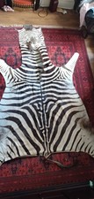South African Zebra Skin ,only a few years old but beautiful