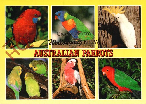 Picture postcard australian - picture, postcard>>australian