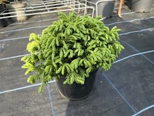 Japanese Red Cedar 'Hide' ? Cryptomeria japonica Confier Tree ?? UK Grown