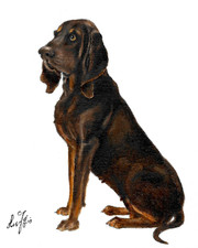 Original oil dog portrait - oil,